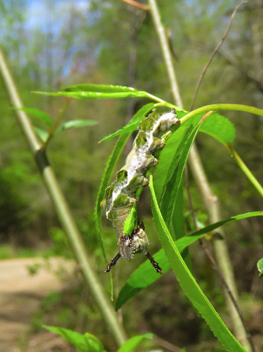 Red-spotted Purple
Caterpillar